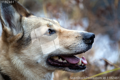 Image of Husky dog smiles