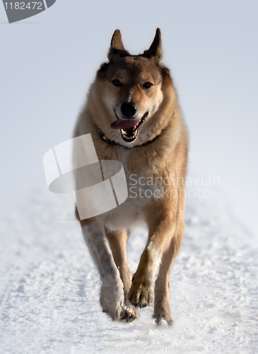 Image of Hound pursues the game