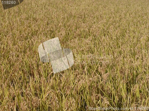 Image of Autumn rice field texture