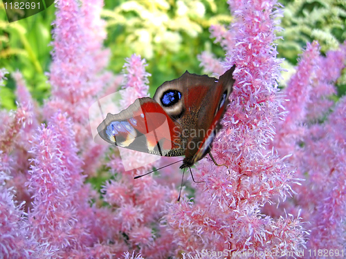 Image of beautiful butterfly