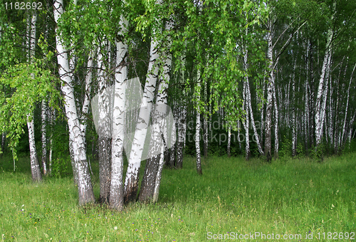 Image of birch trees in a summer forest