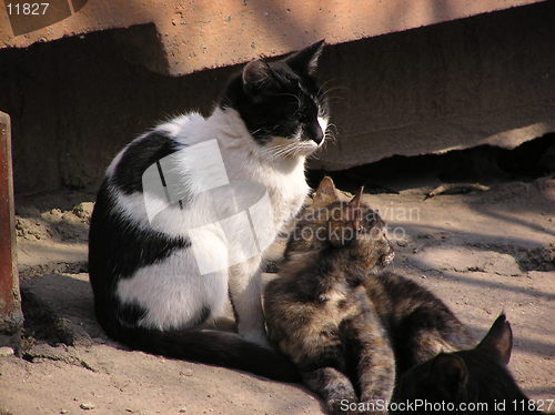 Image of cats