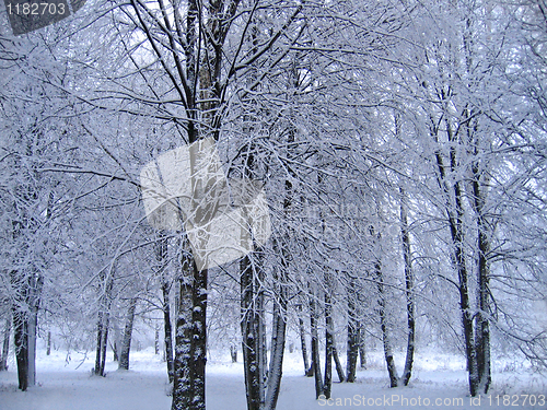 Image of winter trees