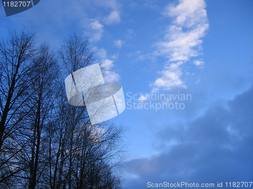 Image of trees on a sky background