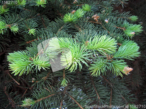 Image of pine branches with young runaways