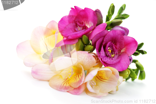 Image of freesia flowers