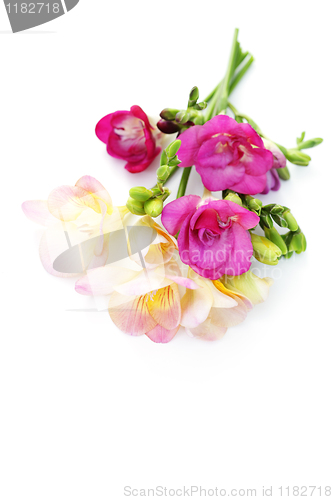 Image of freesia flowers