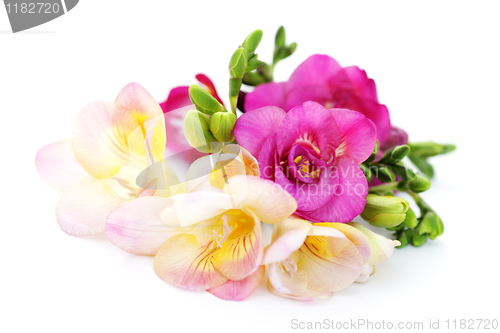 Image of freesia flowers