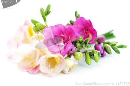 Image of freesia flowers