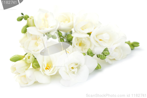 Image of freesia flowers