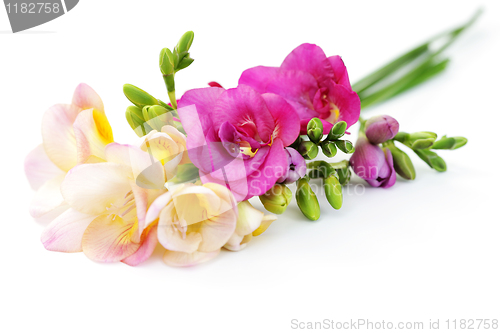 Image of freesia flowers