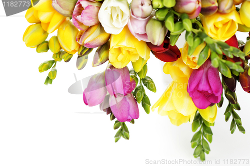 Image of freesia flowers