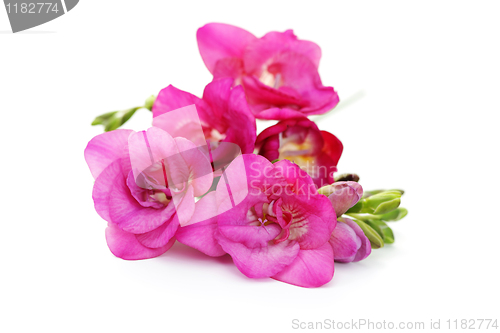 Image of freesia flowers