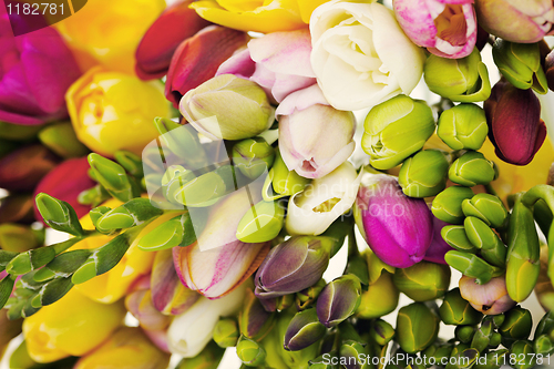 Image of freesia flowers