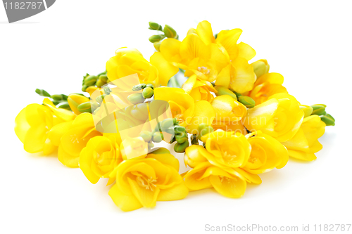 Image of freesia flowers