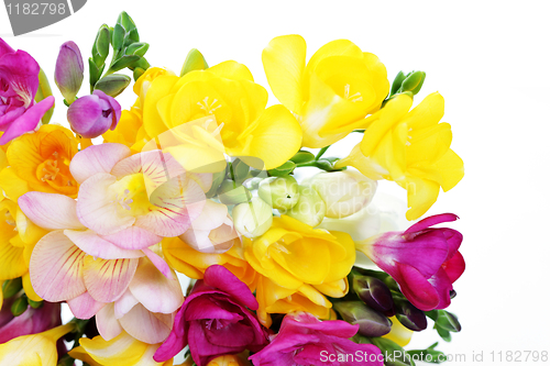Image of freesia flowers