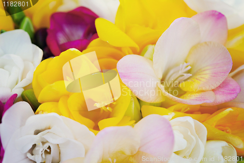 Image of freesia flowers