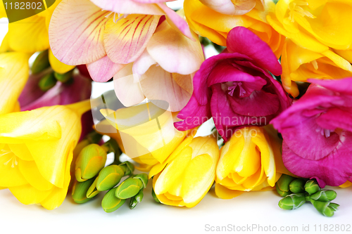 Image of freesia flowers