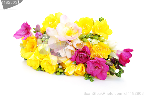 Image of freesia flowers