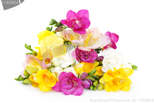 Image of freesia flowers