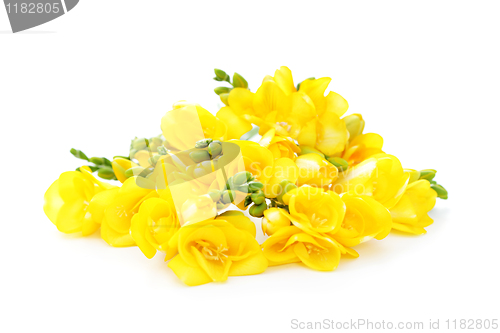 Image of freesia flowers