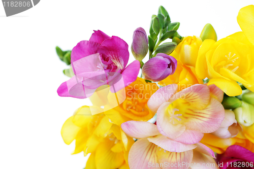 Image of freesia flowers