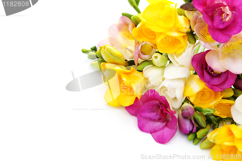 Image of freesia flowers