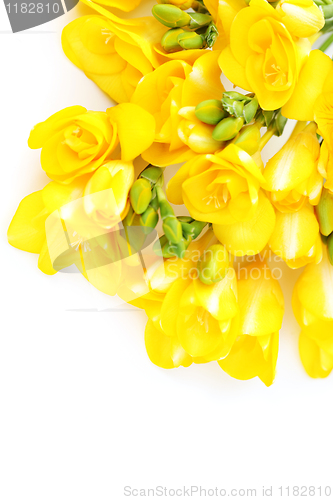 Image of freesia flowers