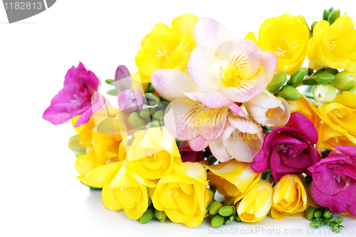 Image of freesia flowers