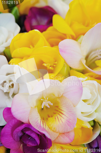 Image of freesia flowers
