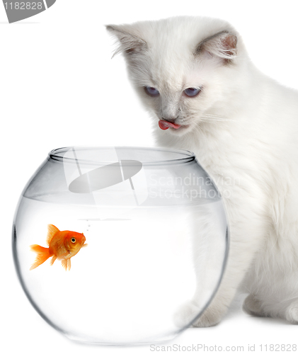 Image of cat and a gold fish