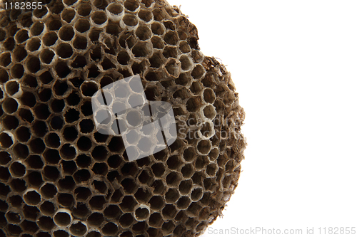 Image of wasp nest background