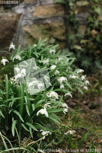 Image of first spring flowers 