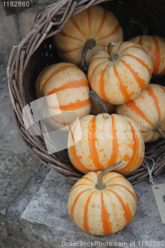 Image of pumpkins