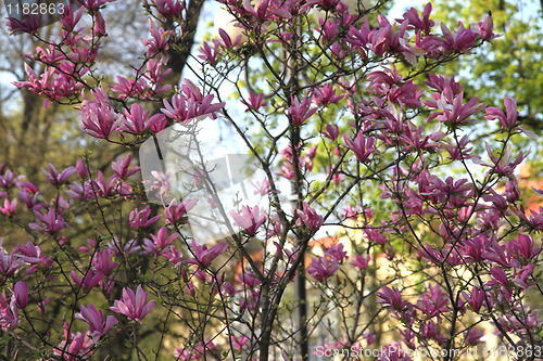 Image of violet flower background