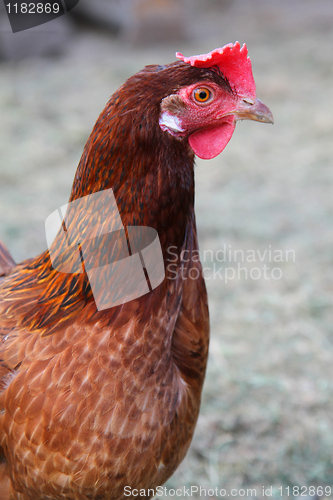 Image of chicken 