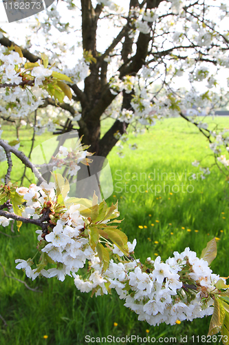 Image of apple flowers