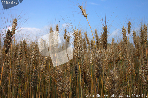 Image of golden corn and blue sky