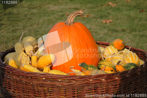 Image of pumpkins