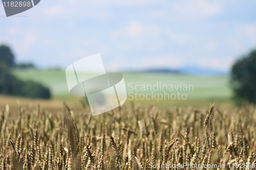 Image of golden corn and blue sky