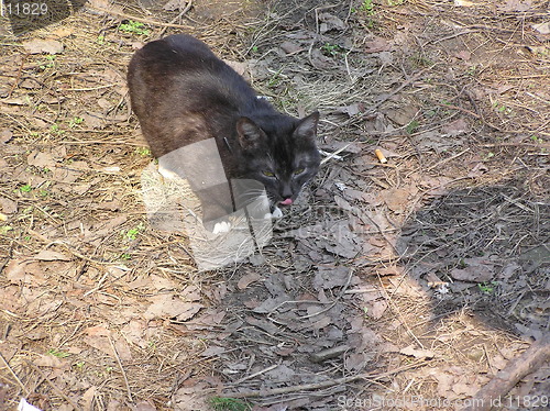 Image of licking cat