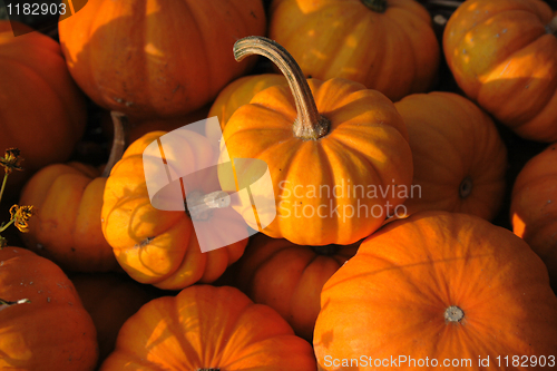 Image of pumpkins