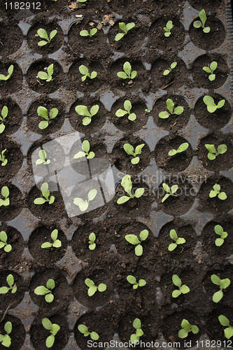 Image of small plants