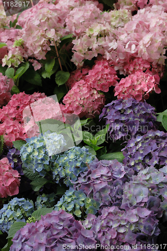 Image of color flowers