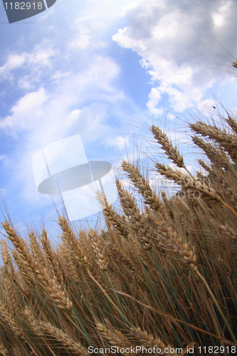 Image of golden corn and blue sky