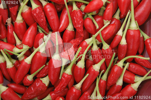 Image of spice (chili) background