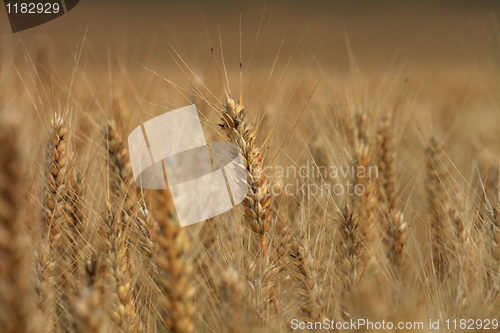 Image of golden corn