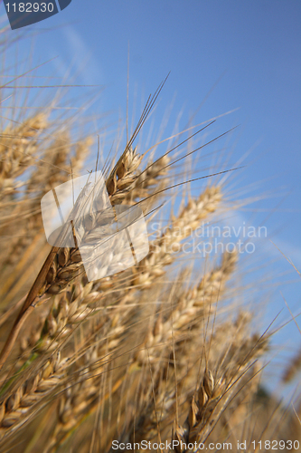 Image of golden corn and blue sky