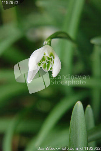 Image of first spring flower 