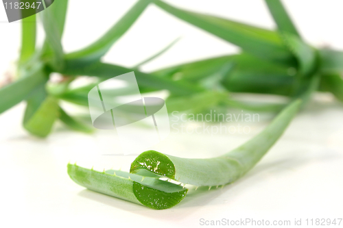 Image of Aloe